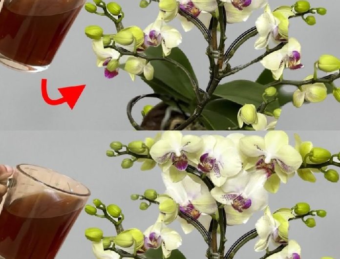 Nie mehr Orchideen mit Wasser gießen: Gießen Sie sie damit für eine spektakuläre Blüte