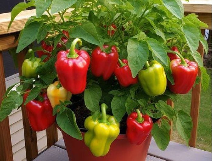 Hausgemachte Paprika – So klappt der Anbau auf kleinstem Raum