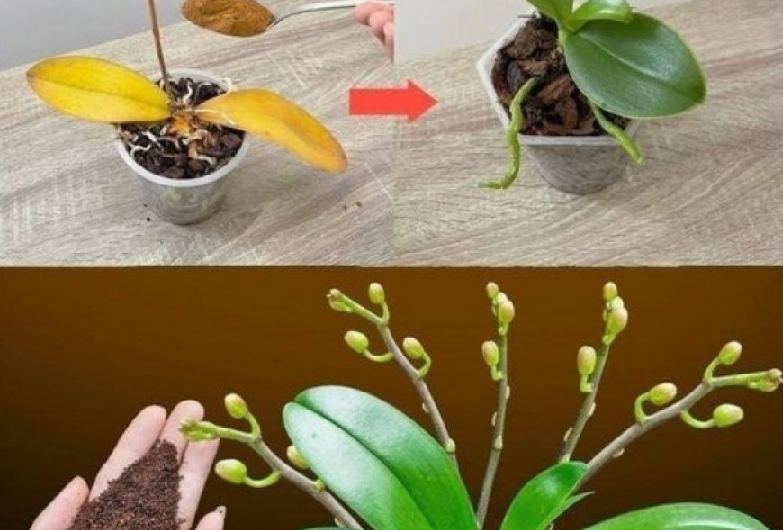 Das Geheimnis der blühenden Orchidee: Mit einem Teelöffel zur prachtvollen Blütenpracht