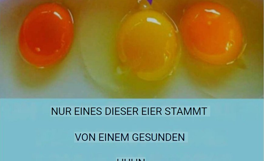 Alles, was du über das Ei wissen musst – Ein vielseitiges Superfood im Fokus