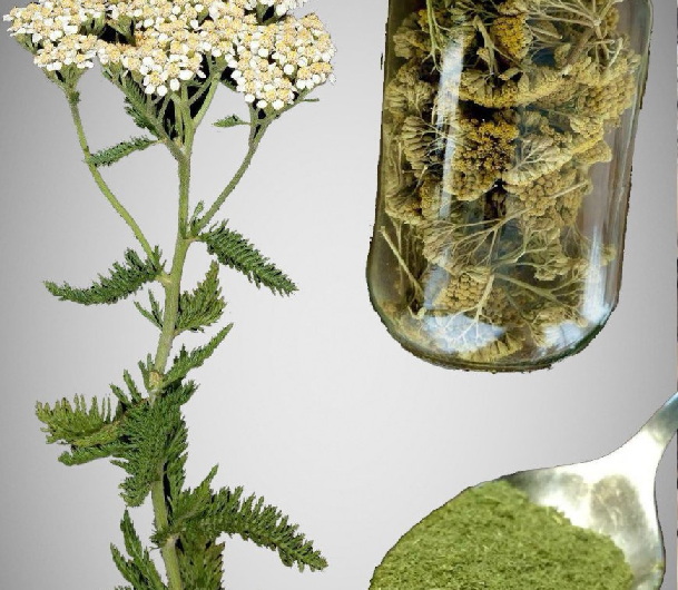 Schafgarbe: Ein zeitloses Heilkraut mit beeindruckender Wirkung