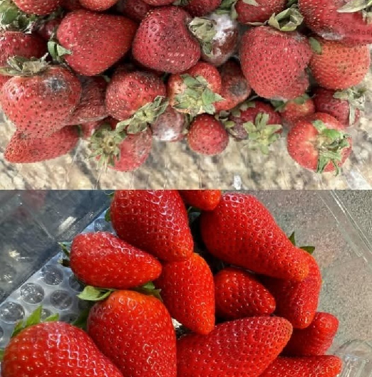 So bleiben Erdbeeren länger frisch – 5 Tricks, die kaum jemand kennt