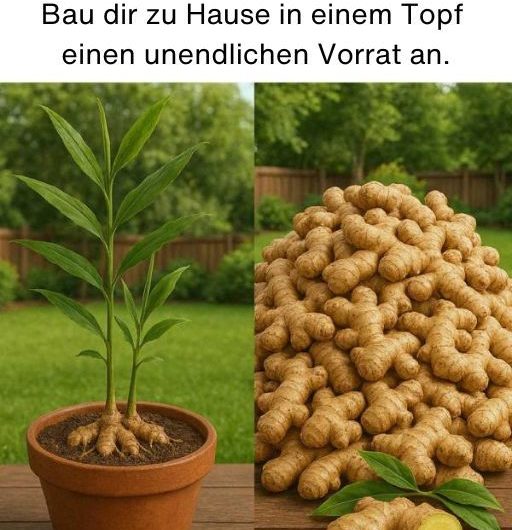 Warum du nie wieder Ingwer kaufen musst: So ziehst du dir zu Hause einen unendlichen Vorrat an!