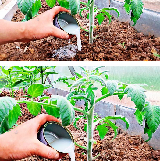 Geheimtipp für Hobbygärtner: Dieses Hausmittel kann Ihre Tomaten- und Paprikapflanzen 10x ertragreicher machen!
