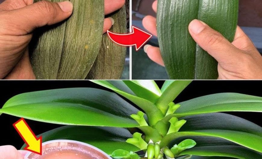 Ein Tropfen für gesunde Orchideen: Wie Neemöl deine Pflanzen in grüne Schönheiten verwandelt