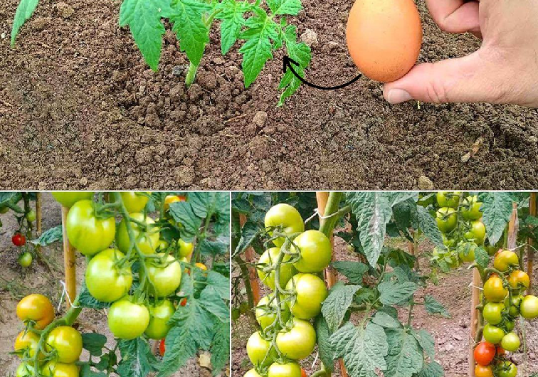Tomaten natürlich düngen – mit nur einem Ei zum Erfolg