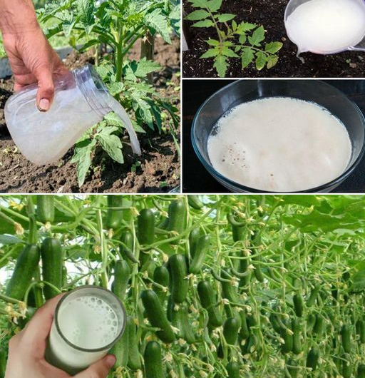 Der stärkste Dünger aus der Küche – wie Hefewasser Knoblauch, Tomaten und Gurken explodieren lässt