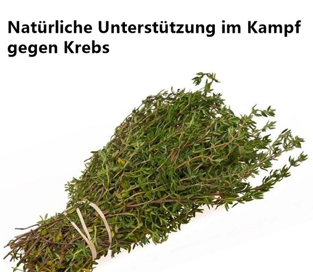 Natürliche Hilfe im Kampf gegen Krebs? Die erstaunliche Kraft des Thymians