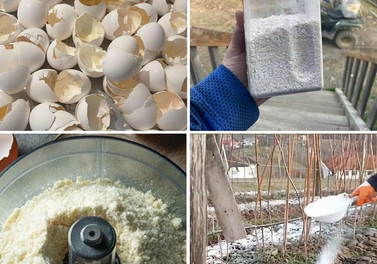 Zerkleinerte Eierschalen im Garten – so nutzen Sie Küchenabfälle als Dünger und Pflanzenschutz