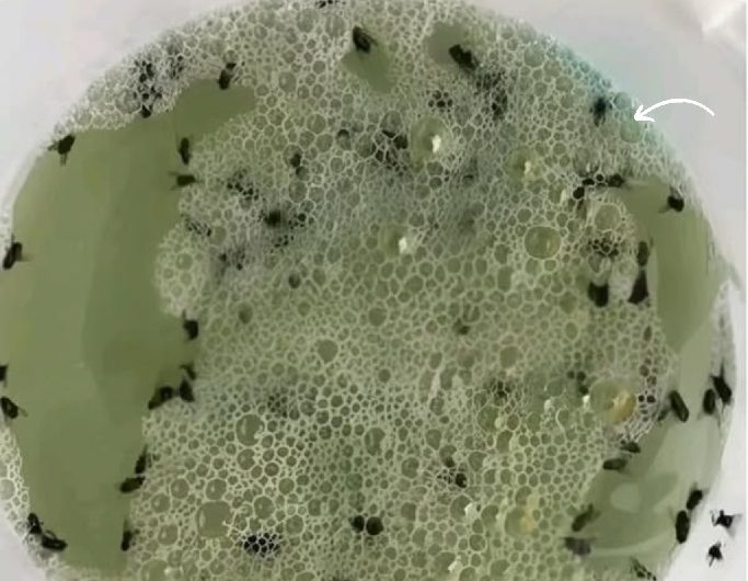 Sag den Insekten auf natürliche Weise Lebewohl!