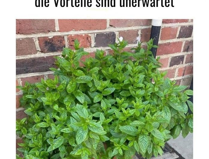 Warum ich immer eine Minzpflanze am Hauseingang habe – und warum du das auch solltest