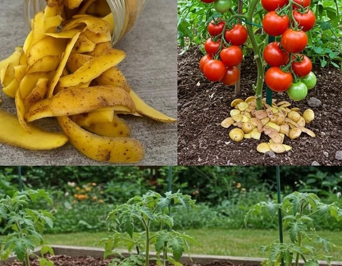 Kartoffelschalen nicht wegwerfen – So werden sie zu kleinen Alltagshelfern