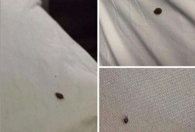 Wenn Sie Zecken in Ihrem Haus finden, sollten Sie Folgendes wissen