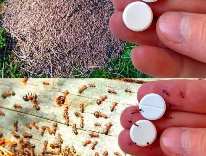 Ameisenfalle: Wie man Ameisen für immer loswird, ohne Pestizide zu verwenden
