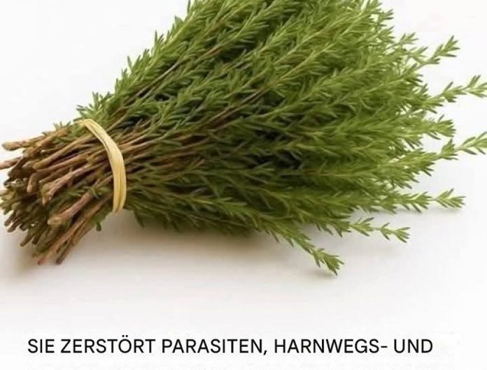 Die Wunderpflanze: Ein natürliches Kraftpaket gegen Parasiten, Harnwegsinfekte, Herpes und Grippeviren