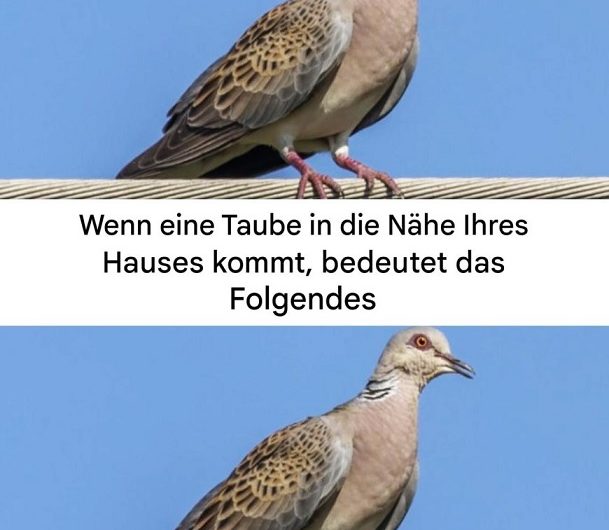 Diese Taube vor deinem Fenster ist kein Zufall – die wahre Bedeutung wird dich überraschen!