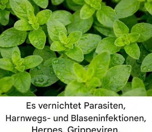 Diese unscheinbare Pflanze kann Ihre Gesundheit komplett verändern – und sie steht vielleicht schon in Ihrer Küche!