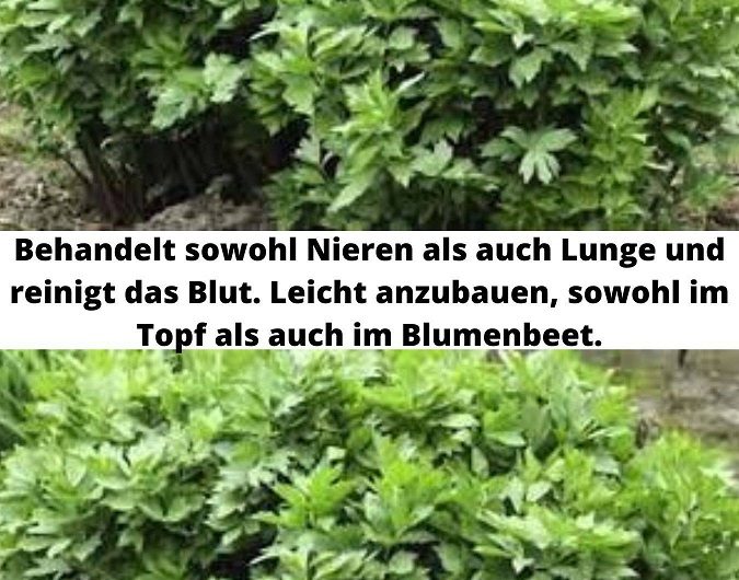 Dieses vergessene Kraut reinigt Blut, stärkt Nieren und Lunge – und wächst sogar im Blumentopf