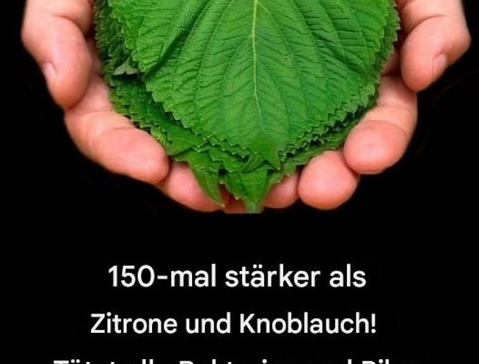 „150-mal stärker als Zitrone und Knoblauch“ – warum wir im Winter wieder zu alten Hausmitteln greifen