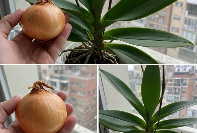 Eine einzige Zwiebel genügt – wie meine Orchideen seitdem fast das ganze Jahr über blühen