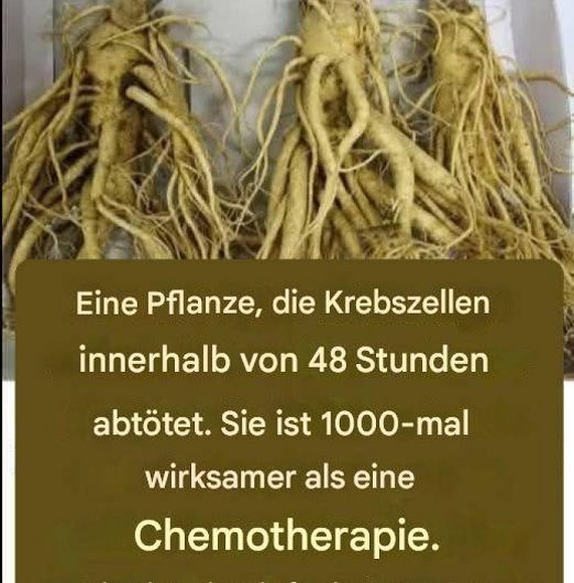 Warum diese unscheinbare Wurzel seit Jahrhunderten geschätzt wird – und was die Forschung heute wirklich darüber sagt