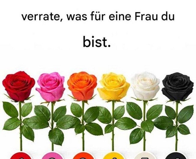 Welche Rose würdest du wählen? Manchmal verrät eine einfache Blume mehr über uns, als wir denken