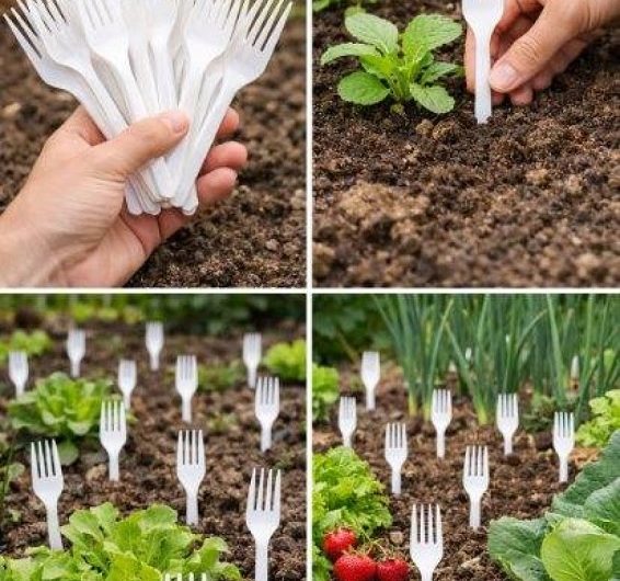 Plastikgabeln im Gemüsegarten: Warum immer mehr Hobbygärtner auf diesen simplen Trick schwören