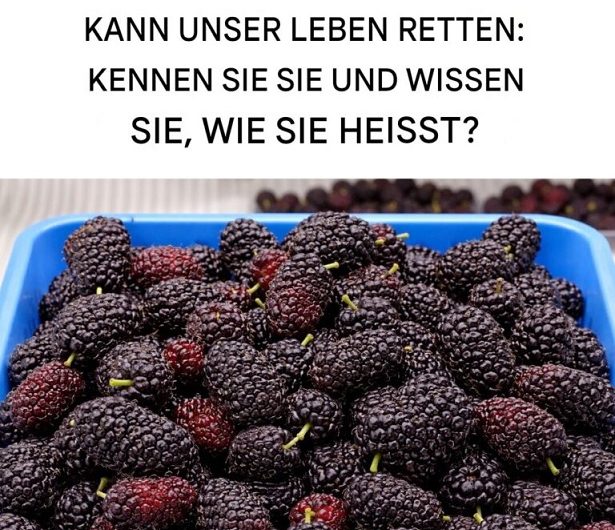 Diese fast vergessene Frucht kennen viele kaum noch, dabei steckt in der schwarzen Maulbeere mehr, als man denkt