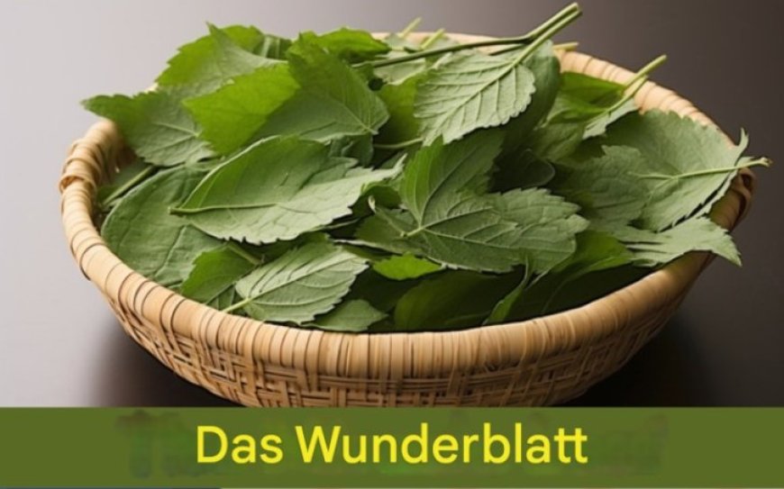 Blatt reduziert Diabetes, Blutdruck, lindert Körperschmerzen, senkt den Cholesterinspiegel und beseitigt Durchblutungsstörungen.