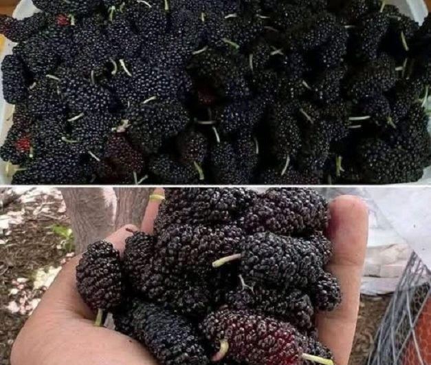 Haben Sie diese kleine Sommerfrucht schon einmal probiert? Viele essen sie jedes Jahr – doch nur wenige wissen, was wirklich in ihr steckt