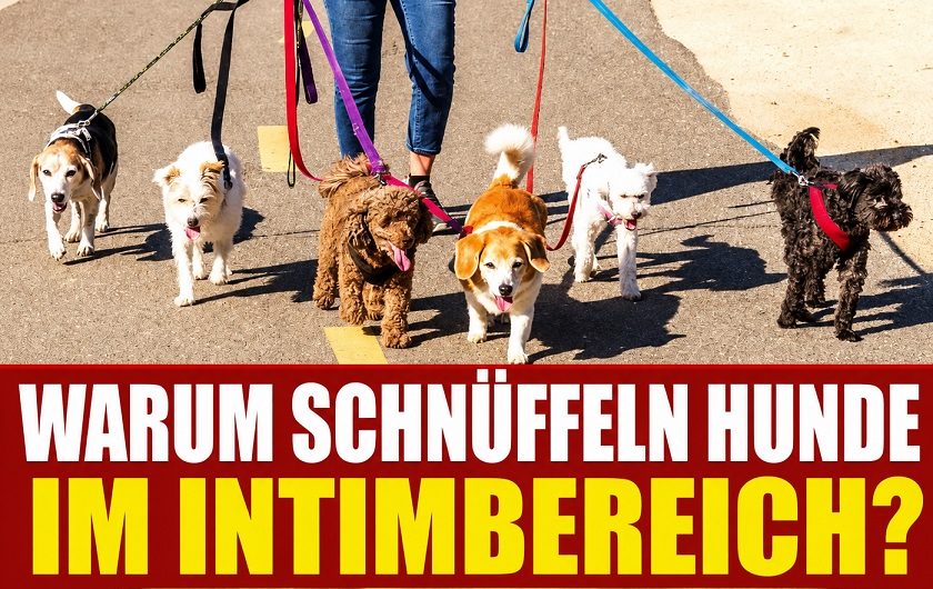 Warum Hunde Menschen im Intimbereich beschnüffeln – und was wirklich dahintersteckt