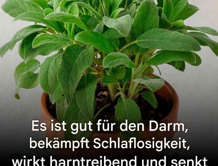 Salbei: Diese unscheinbare Küchenpflanze kann viel mehr als nur würzen