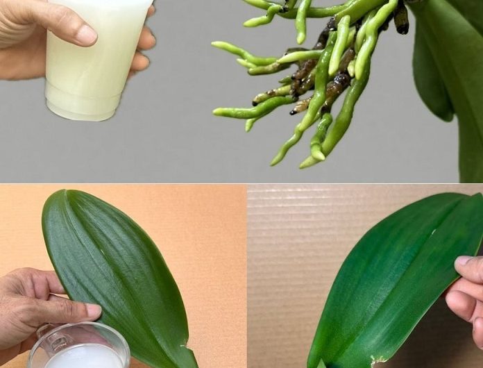 Gießen Sie damit Ihre Orchideenblüten