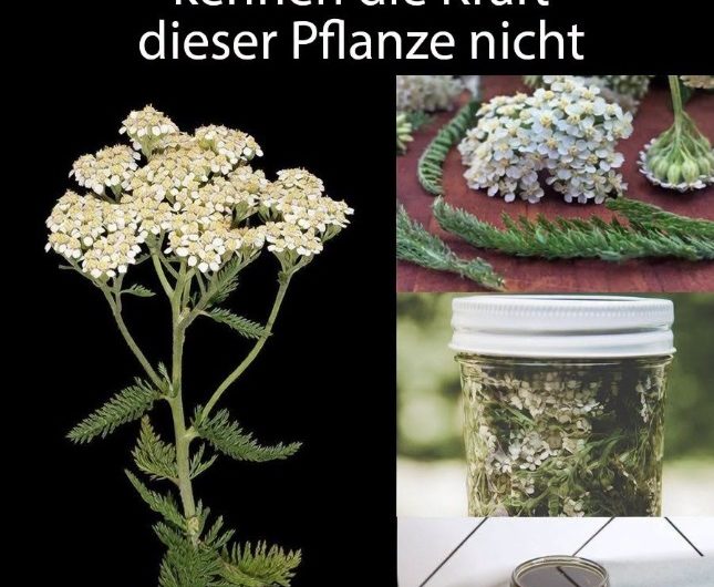 Schafgarbe: Die unscheinbare Pflanze, die fast überall wächst – und die kaum noch jemand richtig kennt