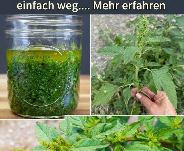 Amaranth: 10 Vorteile der nährstoffreichen Pflanze