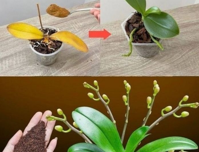 Nur ein Teelöffel für Ihre Orchidee? Was Kaffeesatz wirklich bewirken kann und wie Sie Ihre Pflanze wieder zum Blühen bringen