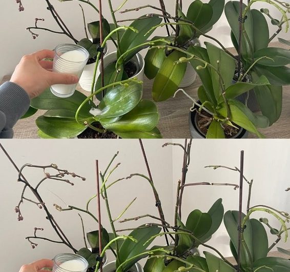 Orchideen blühen immer wieder: Dieser einfache Gießfehler kann Ihre Pflanze ruinieren – so machen Sie es richtig!