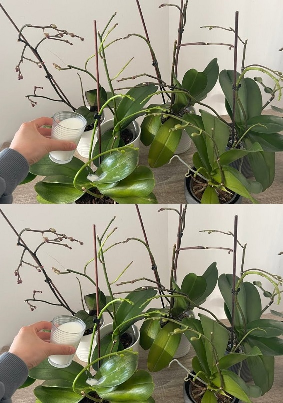 Orchideen blühen immer wieder: Dieser einfache Gießfehler kann Ihre Pflanze ruinieren – so machen Sie es richtig!